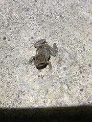 Eleutherodactylus johnstonei