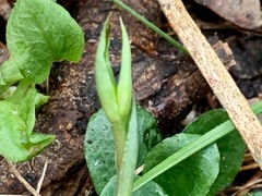 Pterostylis concinna