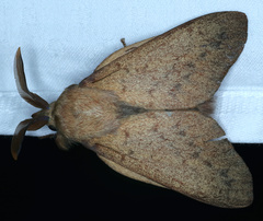 Entometa apicalis