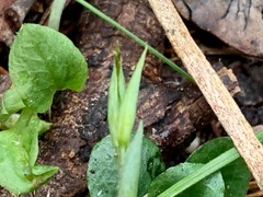 Pterostylis concinna