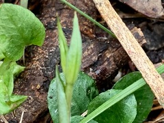 Pterostylis concinna