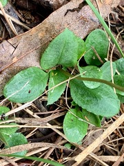 Pterostylis concinna