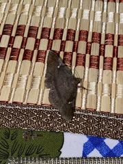 Eulepidotinae