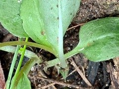 Pterostylis concinna