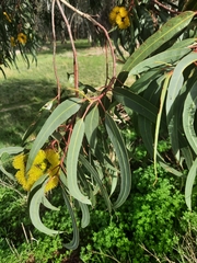 Eucalyptus erythrocorys