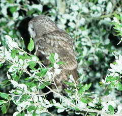 Strix mauritanica
