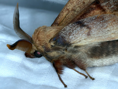 Entometa apicalis