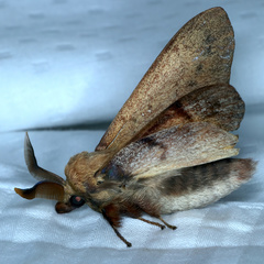 Entometa apicalis