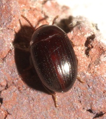 Platydema micans
