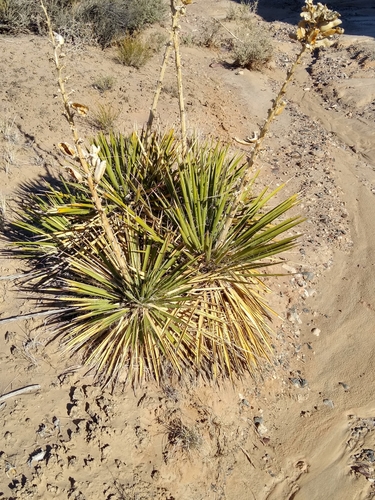 Yucca harrimaniae