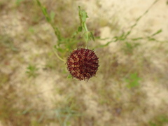 Gaillardia aestivalis