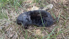 Talpa europaea