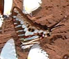 Graphium policenes policenes