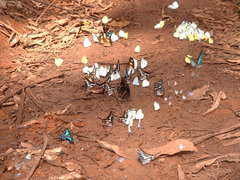 Graphium policenes policenes