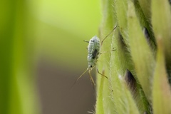 Macrosiphum albifrons