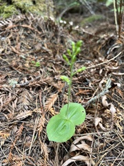 Neottia banksiana