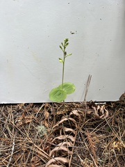 Neottia banksiana
