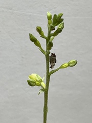 Neottia banksiana