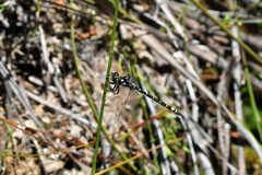 Synthemiopsis gomphomacromioides