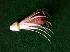 Gaillardia aestivalis