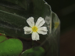 Nymphoides hydrophylla