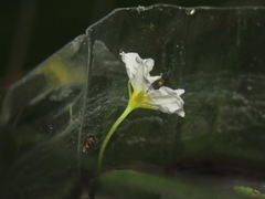 Nymphoides hydrophylla