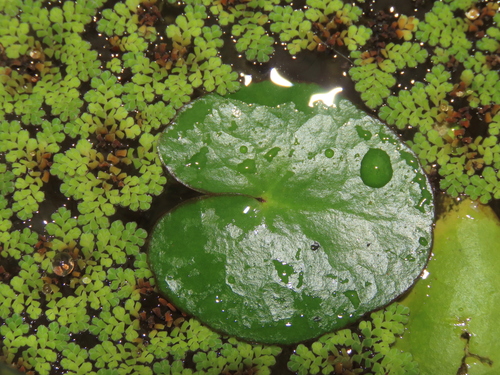 Image of Nymphoides hydrophyllum by (c) chiuluan, some rights reserved (CC BY)