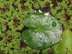 Nymphoides hydrophylla