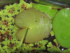 Nymphoides hydrophylla