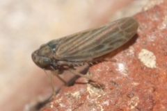 Agalliina