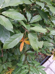 Magnoliopsida