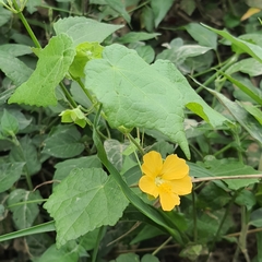 Abutilon sonneratianum