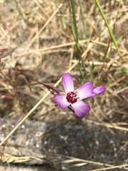 Clarkia franciscana