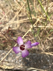 Clarkia franciscana