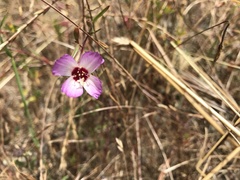 Clarkia franciscana