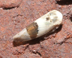 Norvellina seminuda