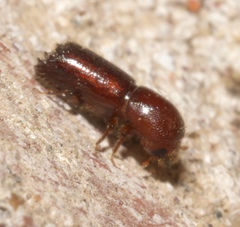 Xyleborus celsus