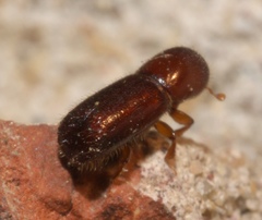 Xyleborus celsus