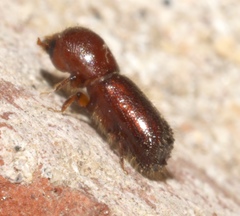 Xyleborus celsus
