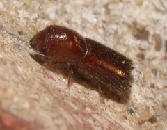 Xyleborus celsus