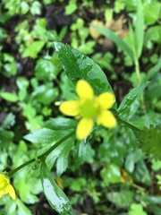 Ranunculus silerifolius