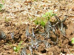 Protographium epidaus