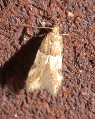 Theisoa constrictella