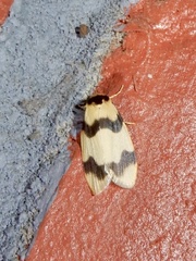 Padenia transversa