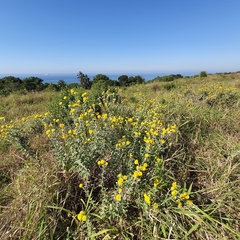Helichrysum decorum