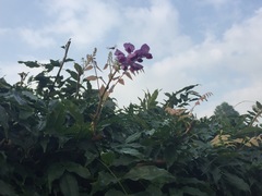 Wisteria floribunda