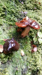Cortinarius naphthalinus