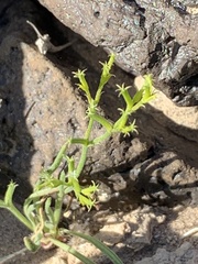 Chorizanthe brevicornu
