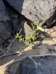 Chorizanthe brevicornu