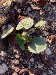 Eremalche rotundifolia